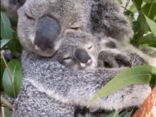 a couple of koalas hugging each other in a tree