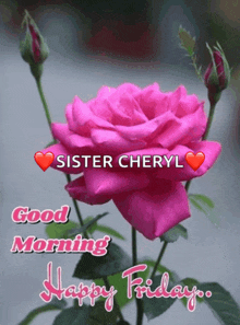 a pink rose with the words sister cheryl good morning and happy friday