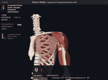 a screenshot of a skeleton showing the long head of triceps brachii muscle in motion