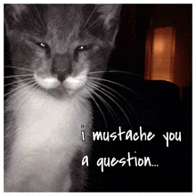 a picture of a cat with a mustache and the words i mustache you a question