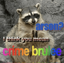 a picture of a raccoon with a caption that says arson