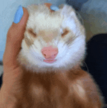 a close up of a person petting a cat 's face