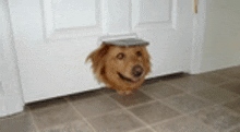 a dog is sticking its head through a pet door