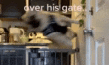 a pug is jumping over a gate in a kitchen .