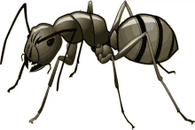 a cartoon drawing of a black and white ant