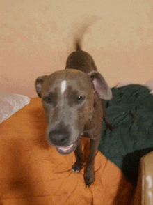 a brown dog with a white spot on its head stands on a bed