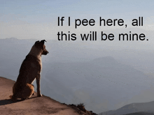 a dog sitting on top of a hill with the words if i pee here all this will be mine behind it