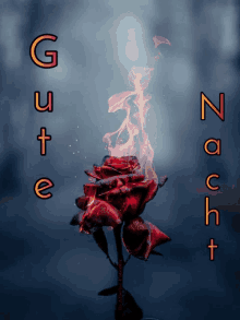 a red rose with flames coming out of it and the words gute nacht written below it