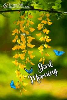 a picture of yellow flowers with the words good morning on it