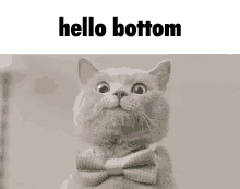 a cat wearing a green bow tie is looking up at the words hello bottom