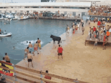 a man in a red shirt stands in front of a crowd of people watching a bull run into the water