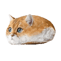 a cat shaped like a loaf of bread with blue eyes