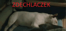 a white dog is laying on a bed with the word zdechlaczek written in red