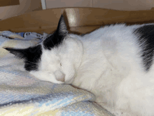 a black and white cat sleeping on a blanket with its eyes closed