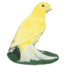 a yellow and white bird with animal graphics written on the bottom of the picture