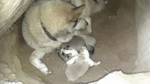 a husky dog is nursing her puppies in a hole in the ground .