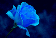 a close up of a blue rose with a dark background