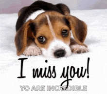 a beagle puppy is laying on a white blanket with the words `` i miss you ! ''