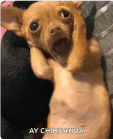 a chihuahua is laying down with its mouth open