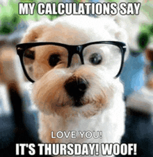 a small white dog wearing glasses says " my calculations say love you it 's thursday woof ! "