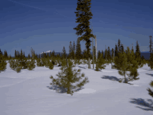 a snowy forest with mountains in the background