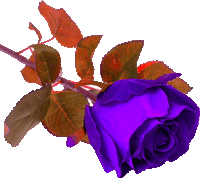 a close up of a purple rose with brown leaves