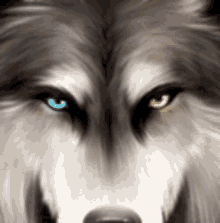 a close up of a wolf 's face with two different colored eyes .