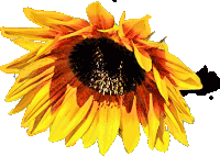 a close up of a sunflower with a black spot in the middle