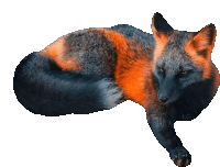 a black and orange fox is laying down on its back