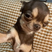 a small brown and white chihuahua is sitting on a blanket on a couch .