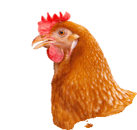 a close up of a chicken 's head with a red comb