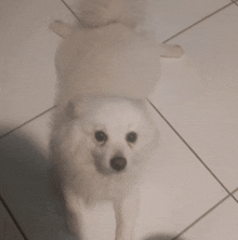 a small white dog is standing on a tile floor