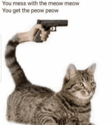 a cat is laying down with a person holding a gun in front of it .