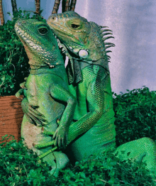 two green lizards are sitting next to each other and one is kissing the other