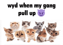 a group of kittens with the words wyd when my gang pull up on top