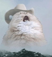 a fluffy white cat wearing a cowboy hat is looking up at the sky .