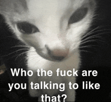 a white cat with the words " who the fuck are you talking to like that " below it