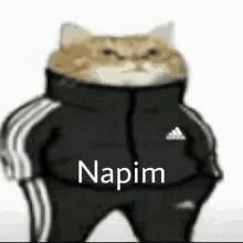 a cat wearing a jacket and pants with the word napim on it .