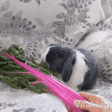 a black and white rabbit is eating a bunch of green leaves and a person is holding a bunch of pink beets