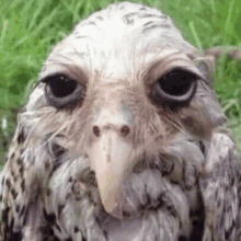 a close up of a bird with a long beak and a very long nose .