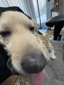 a close up of a dog 's face with its tongue hanging out