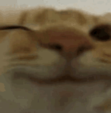 a close up of a cat 's face with its eyes closed and a blurred background .