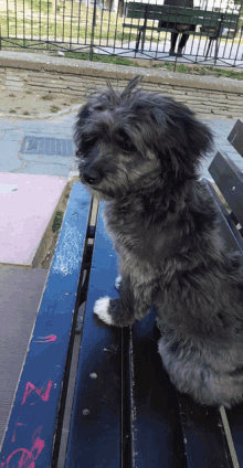 a small dog is sitting on a bench with graffiti on it that says " i love you "