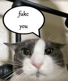 a cat with a speech bubble that says fukc you