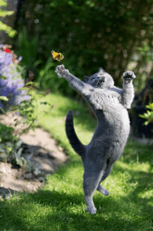 a gray cat is jumping in the air to catch a yellow butterfly