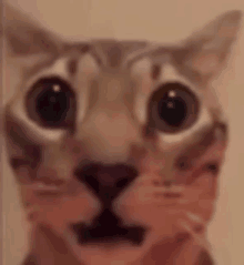 a close up of a cat 's face with big eyes and a surprised look on its face .