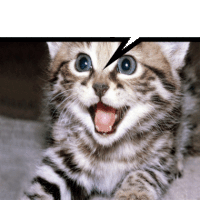 a close up of a kitten with a speech bubble above it