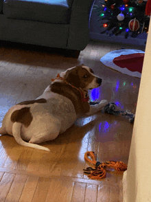 a brown and white dog is laying on a wooden floor in front of a christmas tree