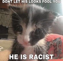 a kitten is sitting on a pillow with a caption that says `` dont let his looks fool you he is racist ''