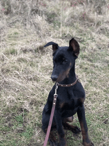 a small black dog with a brown collar is sitting in the grass on a leash